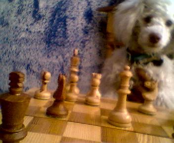 Hola soy cuscus gua guau soy perro de paval, paval es mas guapote de todos jaajajaj 