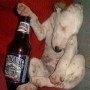 Drunk-dog