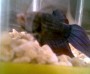 Pez Beta