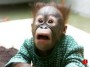 monito