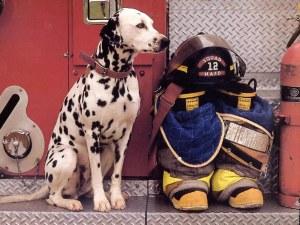 mascota